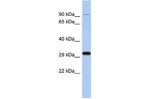 Image no. 1 for anti-Endonuclease G (ENDOG) (Middle Region) antibody (ABIN2784751)