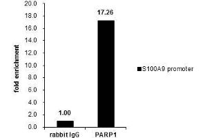 Image no. 3 for anti-Poly (ADP-Ribose) Polymerase 1 (PARP1) (Center) antibody (ABIN2854798)
