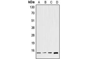 Image no. 1 for anti-Guanine Nucleotide Binding Protein (G Protein), gamma 8 (GNG8) (Center) antibody (ABIN2706248)
