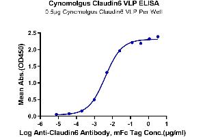 ELISA image for Claudin 6 (CLDN6) (Active) protein (ABIN7448159)