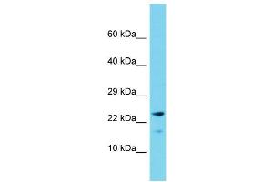 anti-Cornichon Homolog 2 (CNIH2) (C-Term) antibody
