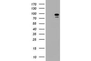 Image no. 2 for anti-Splicing Factor 3a, Subunit 1 (SF3A1) (AA 249-568) antibody (ABIN1491270)
