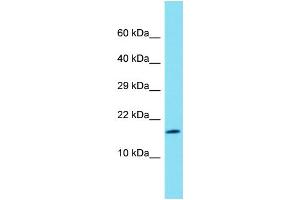 Image no. 1 for anti-Ribosomal Protein S27L (RPS27L) (Middle Region) antibody (ABIN2789862)