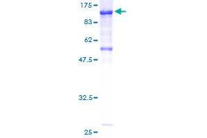 Image no. 1 for Cadherin 7 (CDH7) (AA 1-630) protein (GST tag) (ABIN1348924)