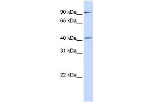 WB Suggested Anti-SOX17 Antibody Titration:  0.