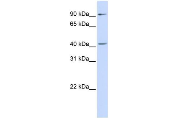 anti-SRY (Sex Determining Region Y)-Box 17 (SOX17) (Middle Region) antibody