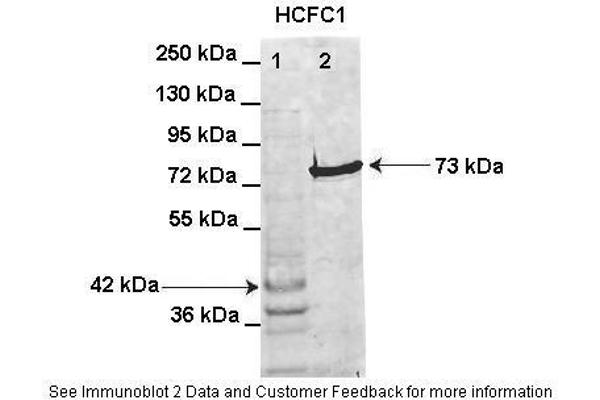 anti-Host Cell Factor C1 (VP16-Accessory Protein) (HCFC1) (Middle Region) antibody