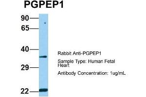 Image no. 1 for anti-Pyroglutamyl-Peptidase I (PGPEP1) (N-Term) antibody (ABIN2790844)