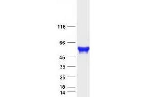 Image no. 1 for Cytokine Receptor-Like Factor 3 (CRLF3) protein (Myc-DYKDDDDK Tag) (ABIN2712564)