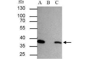 IP Image SEC13L1 antibody immunoprecipitates SEC13L1 protein in IP experiments.