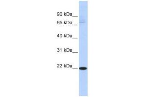 Image no. 1 for anti-RNA Binding Protein with Multiple Splicing 2 (RBPMS2) (Middle Region) antibody (ABIN633407)