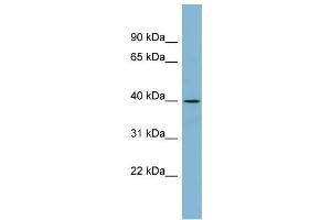 Image no. 1 for anti-Ets Variant 3-Like (ETV3L) (Middle Region) antibody (ABIN2782989)