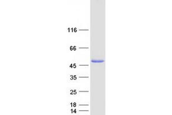 PAAF1 Protein (Myc-DYKDDDDK Tag)