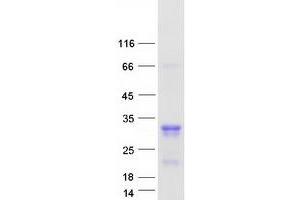 Image no. 1 for Mediator Complex Subunit 29 (MED29) protein (Myc-DYKDDDDK Tag) (ABIN2725743)
