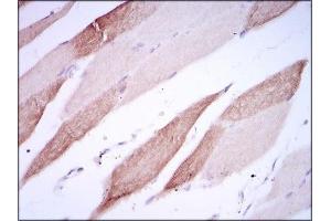 Figure 2: Immunohistochemical analysis of paraffin-embedded striated muscle tissues using AlCAM mouse mAb with DAB staining.