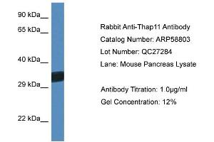 Image no. 1 for anti-THAP Domain Containing 11 (THAP11) (C-Term) antibody (ABIN2787832)