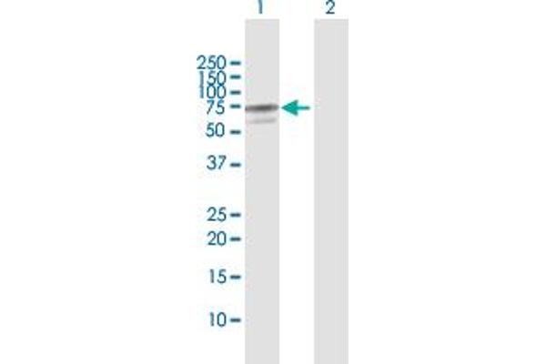 Adenylate Kinase 5 antibody  (AA 1-536)