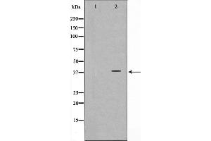 Image no. 2 for anti-CD226 (CD226) antibody (ABIN6260593)