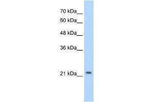 DLX2 antibody  (C-Term)