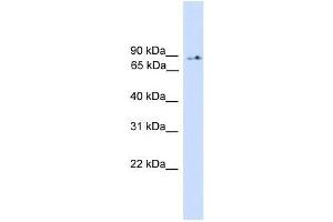 Image no. 1 for anti-Phosphoinositide-3-Kinase, Regulatory Subunit 5 (PIK3R5) (Middle Region) antibody (ABIN928757)