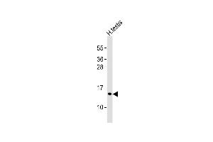 Pcp2 antibody  (AA 91-125)