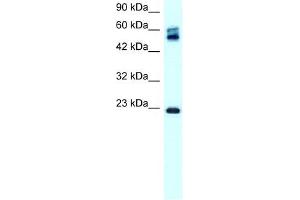 Image no. 3 for anti-Claudin 8 (CLDN8) (C-Term) antibody (ABIN630268)