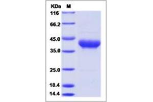 Image no. 1 for CD52 (CD52) (AA 1-36) protein (Fc Tag) (ABIN2693261)