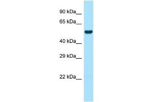 Image no. 1 for anti-WAS/WASL Interacting Protein Family, Member 1 (WIPF1) (N-Term) antibody (ABIN2787793)