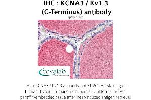 Image no. 2 for anti-Potassium Voltage-Gated Channel, Shaker-Related Subfamily, Member 3 (KCNA3) (C-Term) antibody (ABIN1736164)