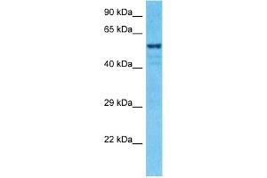 Image no. 1 for anti-Zinc Finger Protein 776 (ZNF776) (Middle Region) antibody (ABIN5517607)