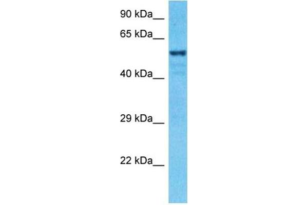 anti-Zinc Finger Protein 776 (ZNF776) (Middle Region) antibody