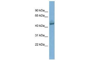 Image no. 1 for anti-Pygopus Homolog 1 (Drosophila) (PYGO1) (Middle Region) antibody (ABIN928400)