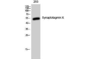 Image no. 1 for anti-Synaptotagmin X (SYT10) (C-Term) antibody (ABIN3187124)
