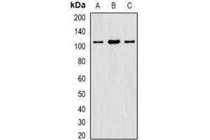 Image no. 1 for anti-Eukaryotic Translation Initiation Factor 3 Subunit C (EIF3C) (full length) antibody (ABIN6005524)