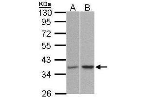Image no. 5 for anti-Protein Phosphatase 2, Catalytic Subunit, alpha Isozyme (PPP2CA) (C-Term) antibody (ABIN2856333)