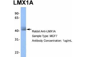 Image no. 2 for anti-LIM Homeobox Transcription Factor 1, alpha (LMX1A) (Middle Region) antibody (ABIN2779408)