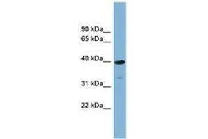 Image no. 1 for anti-Cartilage Associated Protein (CRTAP) (AA 107-156) antibody (ABIN6743433)