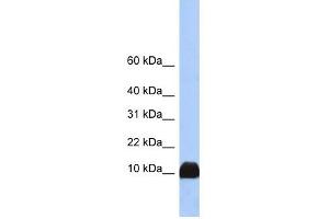 Image no. 1 for anti-Profilin 1 (PFN1) (N-Term) antibody (ABIN631215)
