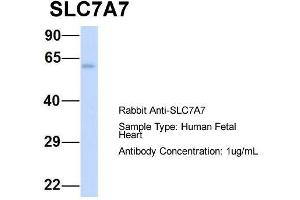 Image no. 2 for anti-Solute Carrier Family 7 (Amino Acid Transporter Light Chain, Y+L System), Member 7 (Slc7a7) (Middle Region) antibody (ABIN2781597)