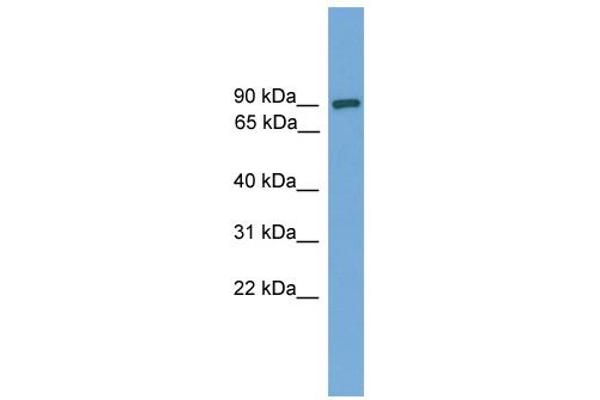 anti-DEP Domain Containing 1 (DEPDC1) (Middle Region) antibody
