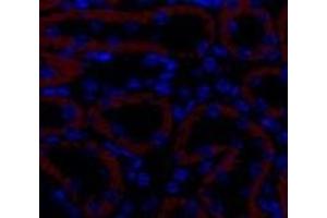 Immunofluorescence analysis of Mouse kidney tissue using TGF β Receptor II Polyclonal Antibody at dilution of 1:200.