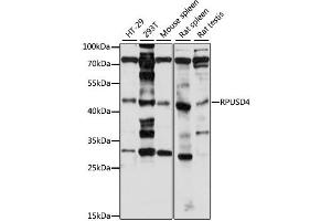 anti-RNA Pseudouridylate Synthase Domain Containing 4 (RPUSD4) antibody