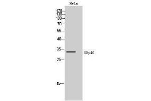 Image no. 1 for anti-serine/arginine-Rich Splicing Factor 8 (SRSF8) (Internal Region) antibody (ABIN3187057)