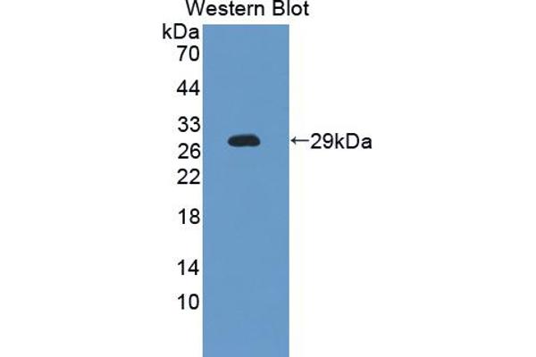 CPZ antibody  (AA 425-652)