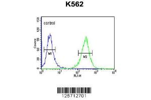 Image no. 2 for anti-beta-1,3-Glucuronyltransferase 1 (Glucuronosyltransferase P) (B3GAT1) (AA 21-48), (N-Term) antibody (ABIN653880)