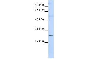 Image no. 1 for anti-Ferritin, Heavy Polypeptide-Like 17 (FTHL17) (N-Term) antibody (ABIN2784013)