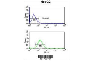Flow Cytometry (FACS) image for anti-Dopa Decarboxylase (Aromatic L-Amino Acid Decarboxylase) (DDC) antibody (ABIN2160522)