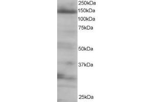 Image no. 2 for anti-Eukaryotic Translation Initiation Factor 4E Nuclear Import Factor 1 (EIF4ENIF1) (C-Term) antibody (ABIN185154)