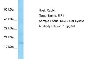 Image no. 1 for anti-Eukaryotic Translation Initiation Factor 1 (EIF1) (Middle Region) antibody (ABIN2789667)
