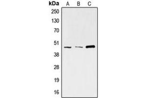 Image no. 3 for anti-S-Phase Kinase-Associated Protein 2 (SKP2) (C-Term) antibody (ABIN2705238)